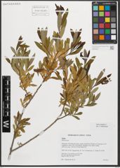 Foto von Salix triandra L.